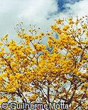 Tabebuia chrysotricha