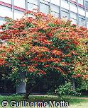 Euphorbia pulcherrima