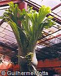 Platycerium holttumii