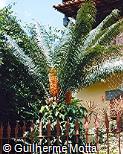 Cycas circinalis