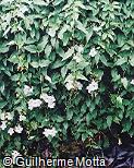 Thunbergia grandiflora