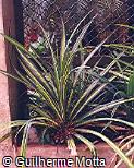 Pandanus baptisti