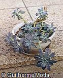 Graptopetalum paraguayense