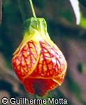Abutilon striatum