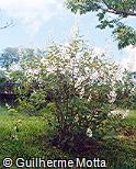 Tibouchina radula