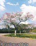 Chorisia speciosa