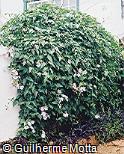 Thunbergia grandiflora