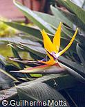 Strelitzia reginae