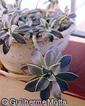 Graptopetalum paraguayense