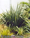 Phormium tenax