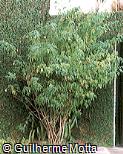 Abutilon darwinii