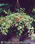 Abutilon megapotamicum ´Variegata´