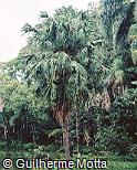 Livistona chinensis