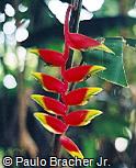 Heliconia rostrata