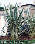 Phormium tenax ´Variegata´