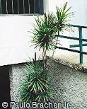 Cordyline stricta
