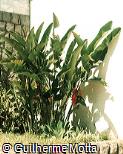 Heliconia rostrata