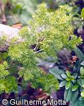 Asparagus myriocladus