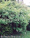 Mussaenda frondosa