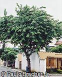 Cassia javanica
