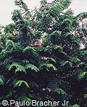 Cassia javanica