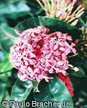 Ixora coccinea ´Anita´