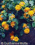 Lantana camara ´American Red´