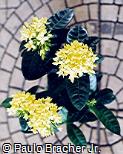 Ixora coccinea ´Maui Amarela´