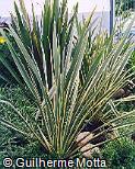 Phormium tenax ´Variegata´