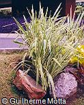 Phormium tenax ´Variegata´