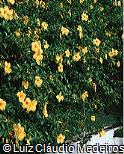 Allamanda cathartica