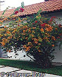 Bougainvillea spectabilis ´Killie Campbell´
