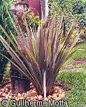 Phormium tenax ´Atropurpureo´