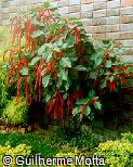 Acalypha hispida