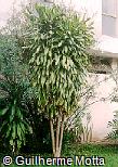 Dracaena fragrans ´Massangeana´