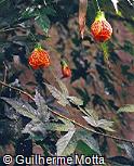 Abutilon striatum