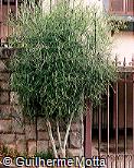 Euphorbia tirucalli