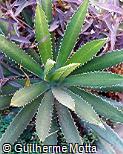 Agave lophantha