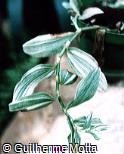 Tradescantia zanonia