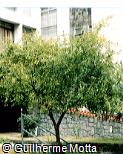 Punica granatum