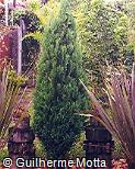 Chamaecyparis lawsoniana ´Alumi´