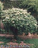 Lonicera japonica