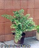 Nephrolepis biserrata