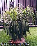 Abrir ficha do item Beaucarnea recurvata