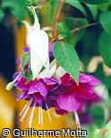 Fuchsia hybrida ´Lena´