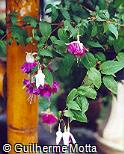 Fuchsia hybrida ´Lena´