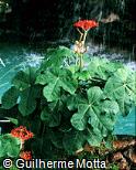 Jatropha podagrica