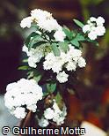 Spiraea cantoniensis