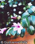 Cryptostegia grandiflora