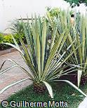 Furcraea foetida ´Medio-picta´